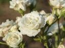 Roses with bush and seed stems from Szőreg