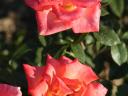 Roses with bush and seed stems from Szőreg