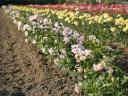 Roses with bush and seed stems from Szőreg