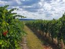 Blaufränkischer Weinberg in Balatonboglár, Szőlőskislak