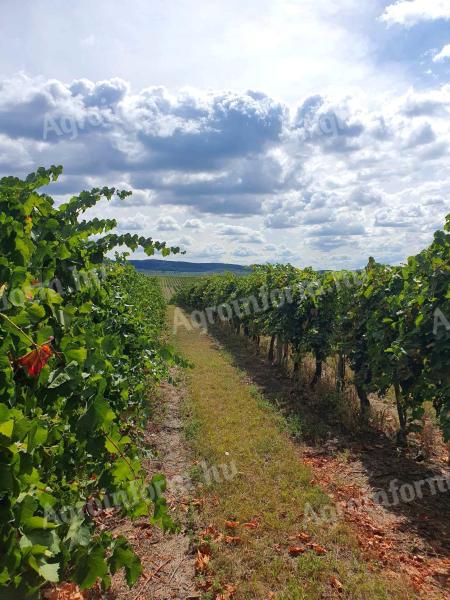 Blaufränkischer Weinberg in Balatonboglár, Szőlőskislak