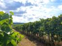 Blaufränkischer Weinberg in Balatonboglár, Szőlőskislak