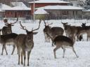 Căprioară, muflon de vânzare de la o fermă de vânat