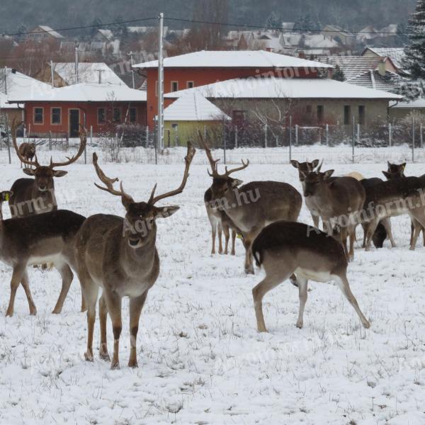 Damhirsch, Mufflon zu verkaufen von einer Wildfarm