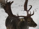 Damhirsch, Mufflon zu verkaufen von einer Wildfarm