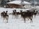 Damhirsch, Mufflon zu verkaufen von einer Wildfarm