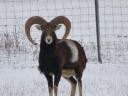 Fallow deer, mouflon for sale from game farm