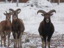 Damhirsch, Mufflon zu verkaufen von einer Wildfarm