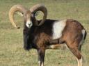 Fallow deer, mouflon for sale from game farm