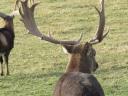 Damhirsch, Mufflon zu verkaufen von einer Wildfarm