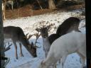 Fallow deer, mouflon for sale from game farm