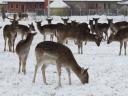 Căprioară, muflon de vânzare de la o fermă de vânat