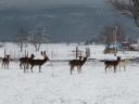 Căprioară, muflon de vânzare de la o fermă de vânat