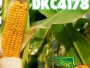 Dekalb DKC4178 FAO: 320-340 kukuričné ​​semeno - spoľahlivé skoré