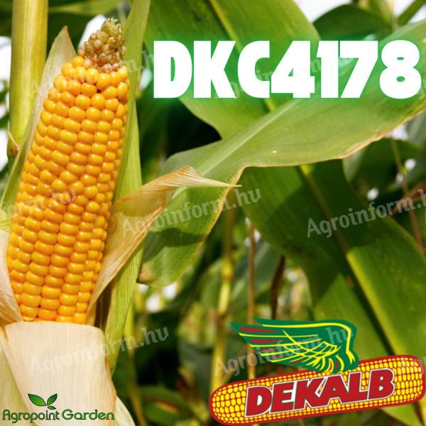 Dekalb DKC4178 FAO: 320-340 osivo kukuřice - spolehlivé rané osivo