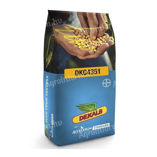 Dekalb DKC4351 FAO: 340-350 nasiona kukurydzy