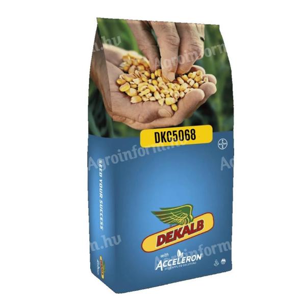 Dekalb DKC5068 FAO 420-440 nasiona kukurydzy