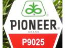 Osivo kukurice Pioneer P9025 FAO 310