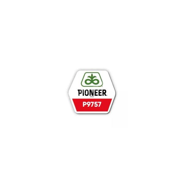 Pioneer P9757 FAO: 380 nasion kukurydzy