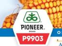 Osivo kukurice Pioneer P9903 FAO 390