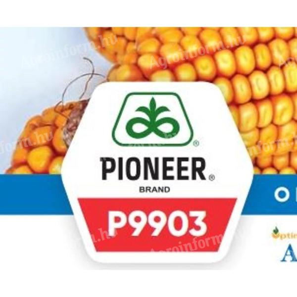 Osivo kukurice Pioneer P9903 FAO 390