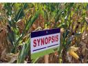 Saaten-Union SYNOPSIS FAO 390 Maize seed