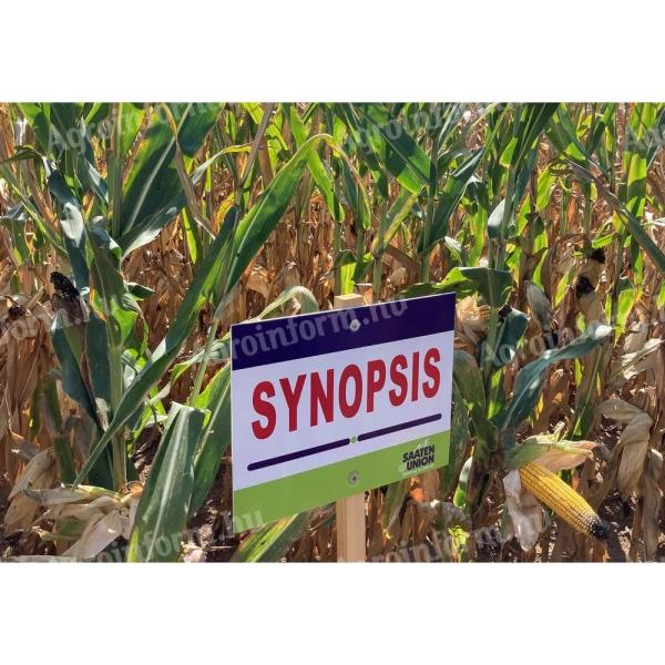 Saaten-Union SYNOPSIS FAO 390 Maize seed