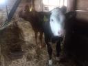 Calf for sale