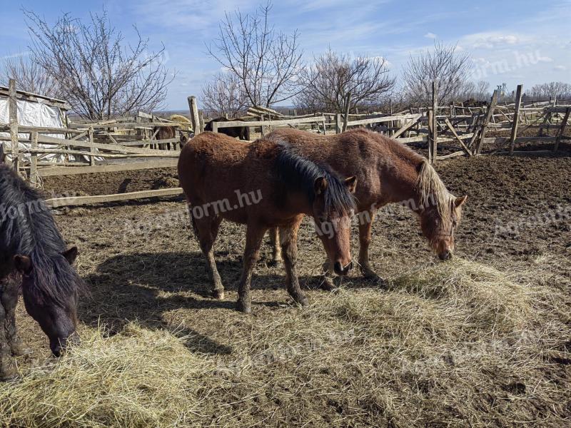 Za prodajo 1 leto star športni pony pej žrebiček 150 tisoč Ft