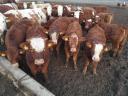 Calves for sale