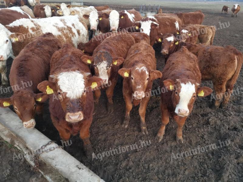 Calves for sale