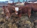 Calves for sale