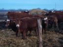 Calves for sale