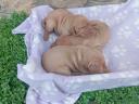 HUNGARIAN VIZSLA PUPPIES