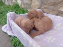 HUNGARIAN VIZSLA PUPPIES