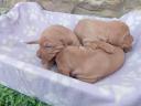 HUNGARIAN VIZSLA PUPPIES