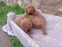 HUNGARIAN VIZSLA PUPPIES