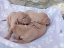 HUNGARIAN VIZSLA PUPPIES