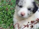 Szczenięta czystej rasy Border Collie są w drodze