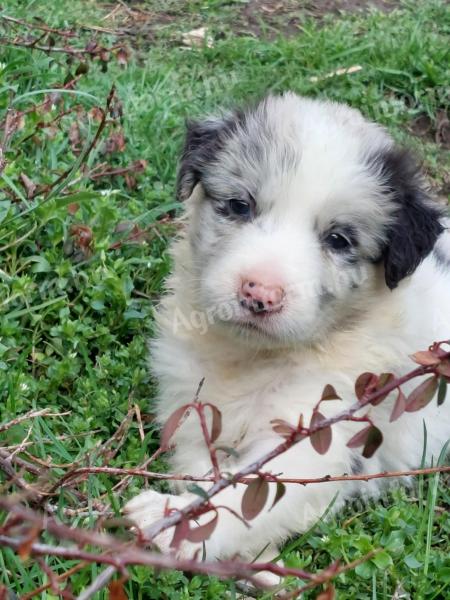 Predám čistokrvné šteniatka Border Collie