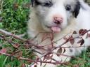 Szczenięta czystej rasy Border Collie są w drodze