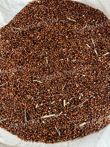 Futtersorghum