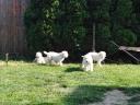 Šteniatka plemena Komondor