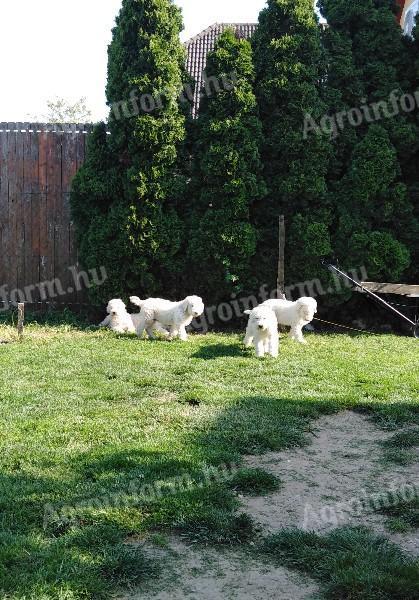 Šteniatka plemena Komondor