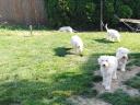 Šteniatka plemena Komondor