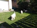 Šteniatka plemena Komondor