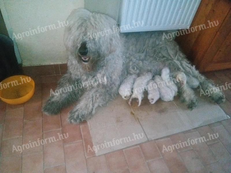 Welpen der Rasse O&#39;Komondor