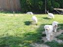 Welpen der Rasse O&#39;Komondor