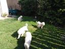 Welpen der Rasse O&#39;Komondor