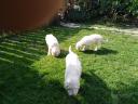 Welpen der Rasse O&#39;Komondor
